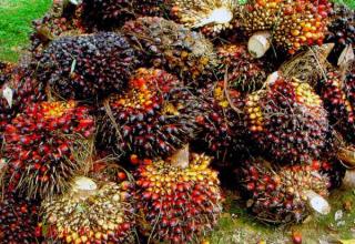 Mendadak Turun Rp 1000 Harga TBS di Riau